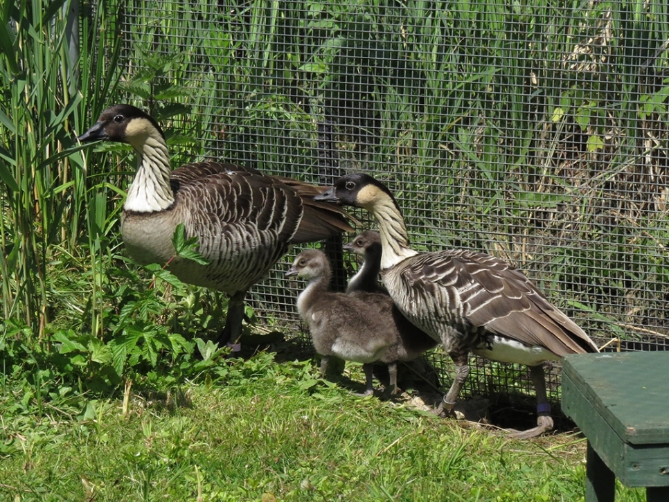 nENE FAMILY DUCKERY 768x1024.jpg
